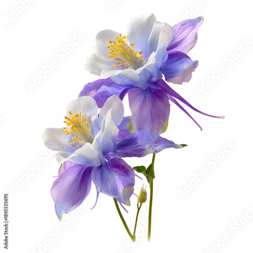 Purple Flower With Yellow Center on a White Background in Natural Light