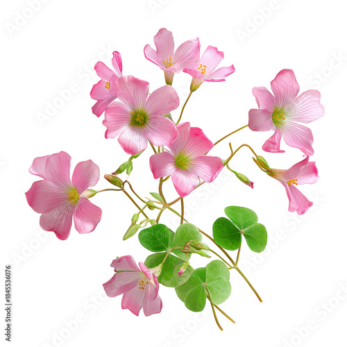 Colorful Pink Flowers With White Petals Arranged Together in a Bouquet