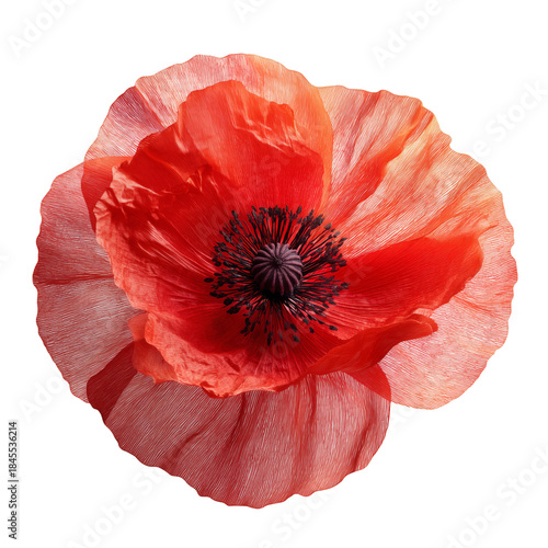 Bright Red Poppy Flower Blooms in Spring With Delicate Petals and Dark Center...