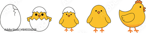 Cute chick hatching from egg vector sequence showing growth stages, baby chicken cartoon illustration for farm, spring, and Easter concepts