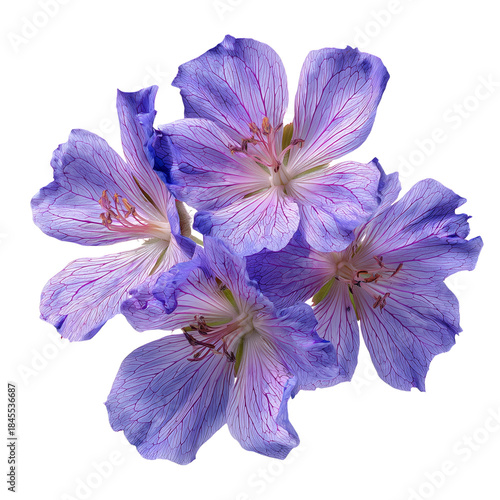 A Purple Flower Displays Its Wide Petals With Thin Lines of Pink
