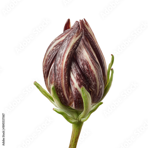 Flower Bud on Green Stem Captured in Close View Showing Unique Patterns and C...