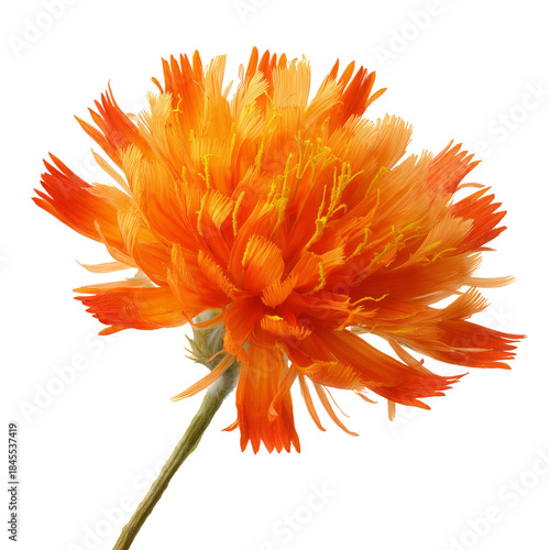 Bright Orange Flower With Layered Petals Against a White Background in a Simp...