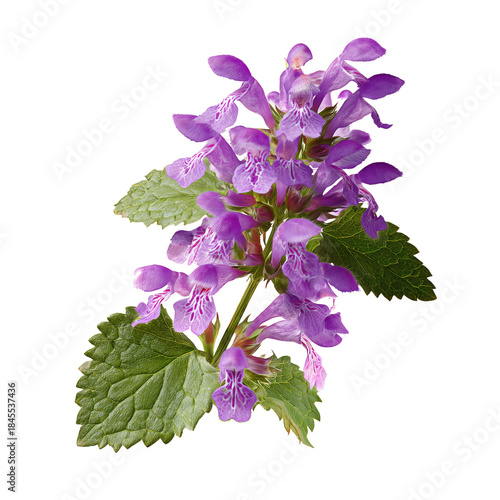 Purple Flower With Green Leaves on White Background in a Simple Arrangement a...