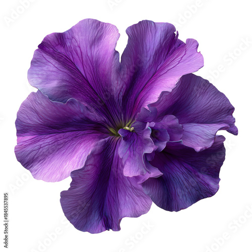 Purple Flower With Detailed Petals Showing Shades of Blue and Violet, Centere...
