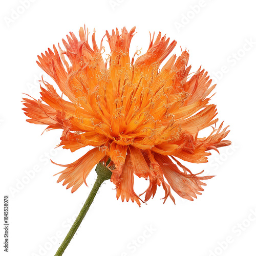 Orange Flower With Multiple Petals in Close-Up View