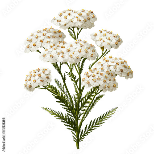 White Flowers Grow Together on a Green Stem in Bright Light