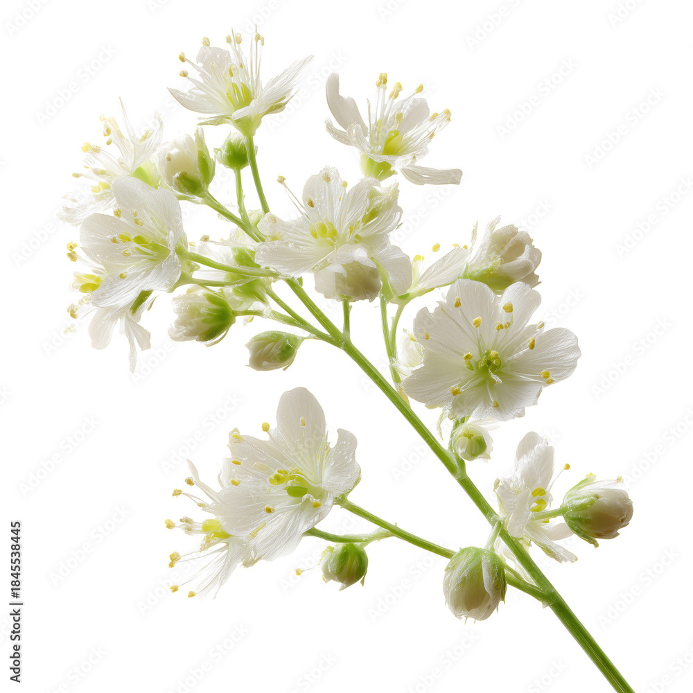 Obraz premium White Flowers With Droplets on Branches in Bright Light