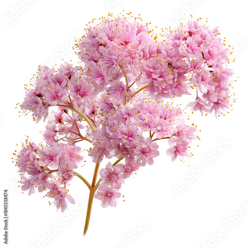Pink Flowers Grow on a Green Stem in a Simple Arrangement