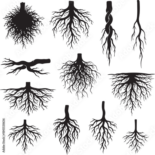 Black silhouettes of tree roots on white background