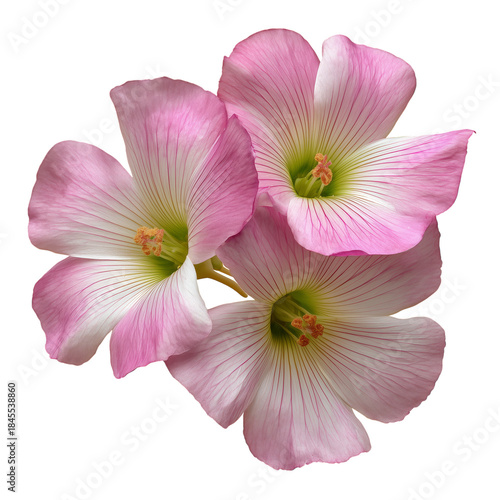 Flowers in Pink Color Show Petals With Green Centers and Thin Lines in a Close up View During Spring Season