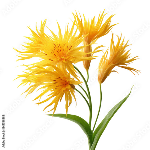 Bright Yellow Flowers Arranged With Green Leaves on a White Background in a S...