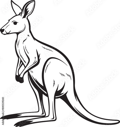 Kangaroo Wallaby Hand-drawn Sketch Drawing Vector Illustration, Line Linear Symbol Engraving Coloring Book, Black and White Isolated