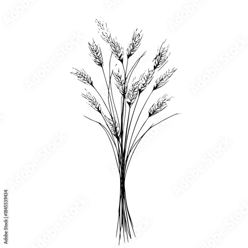 A monochrome illustration of a bundle of wheat stalks with detailed grains and slender stems in black and white