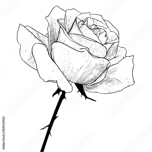 Detailed line art illustration of a rose with visible petals and stem against a white background space