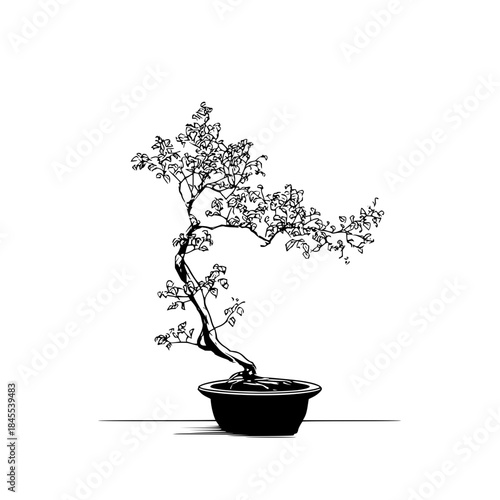 A detailed monochrome drawing of a bonsai tree with small leaves in a round pot on a white background