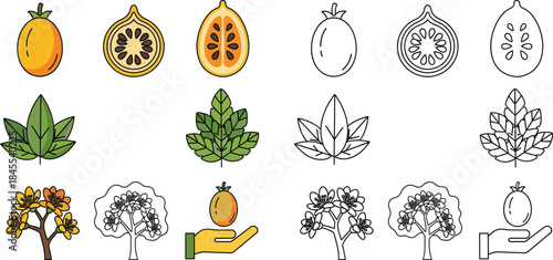 Colorful and outlined of citrus fruits, leaves, trees, and hands holding fruit orange