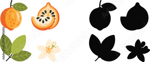 Colorful citrus fruits and leaves with black silhouettes of similar orange flower