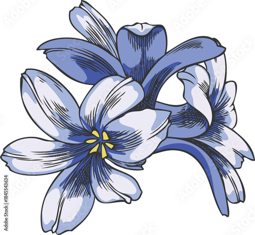 Hyacinth flowers bunch sketch, hand drawn spring blue three buds blossom plant, blooming herb, botanical vector design