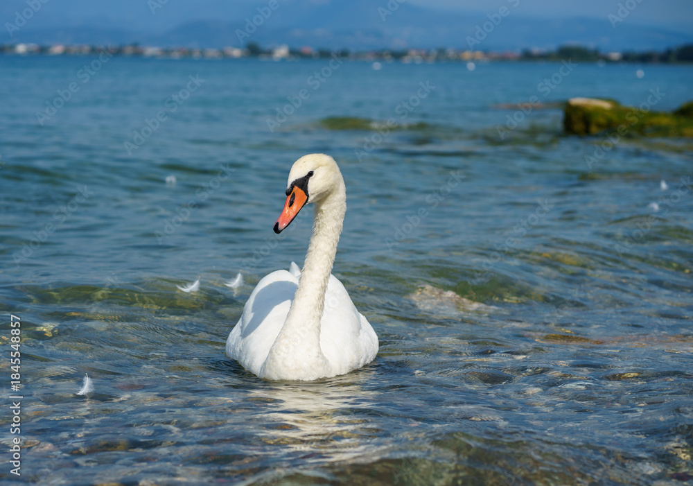 Fototapeta premium A lonely majestic white swan swims through clear water on a bright sunny day on Lake Garda