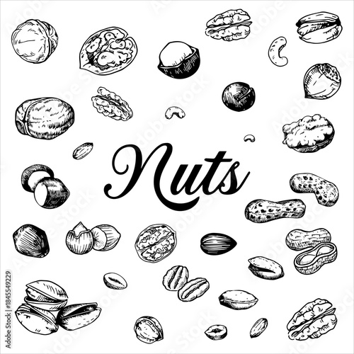 Freehand drawing nuts. Detailed illustrations of different nuts, including walnuts, almonds, cashews, pistachios, seeds, chestnut, pine nuts