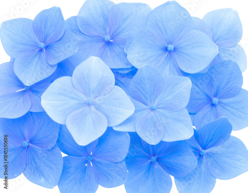 Wallpaper Mural Isolated image of beautiful plumbago blossoms on png file at transparent background. Torontodigital.ca