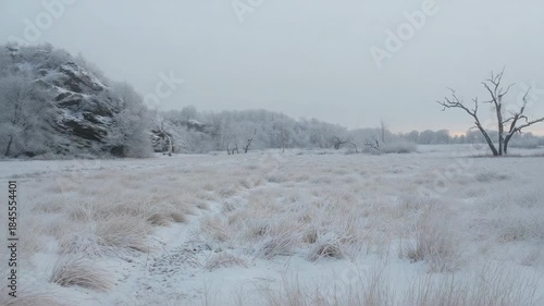 Wallpaper Mural Sunrise light creeping across frosted tussock grass in open meadow, revealing footpath and tree Torontodigital.ca