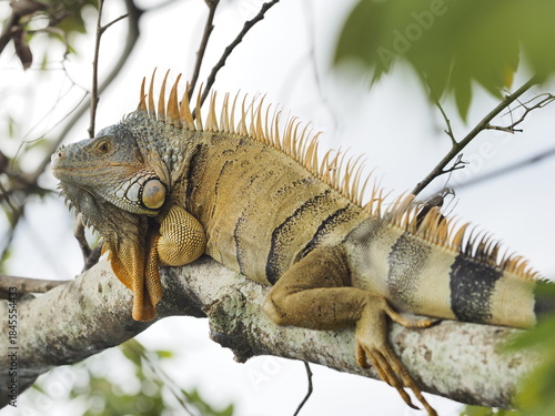 Green Iguana in Flores Guatemala グリーンイグアナ