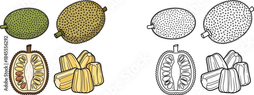 Of durian fruit in different stages of ripeness and cut open showing seeds tropical