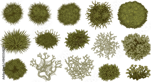 Deep Nature Hand Silhouette: Dense Moss Fungal Texture Vector