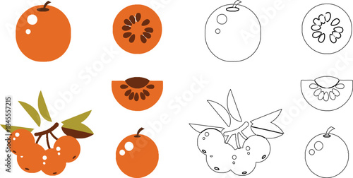 Orange fruit with cross sections and leaves in orange and white colors fruit cross section
