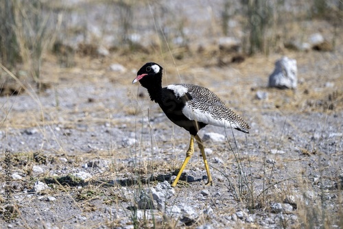 Northern Black Korhaan (Afrotis afraoides), or cackling bustard (Eupodotis afra), male, Etosha National Park, Namibia