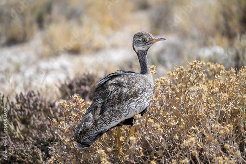 Northern Black Korhaan (Afrotis afraoides), or cackling bustard (Eupodotis afra), female, Etosha National Park, Namibia