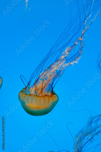 Floating Jellyfish in Blue Ocean Water