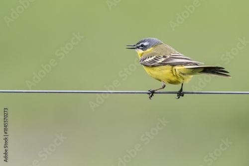 Western yellow wagtail (Motacilla flava), Lower Saxony, Germany