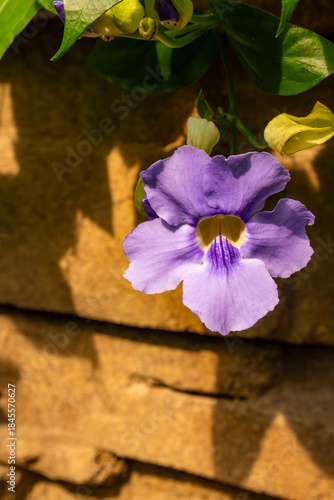 Delicate Purple Flower Against Stone Wall