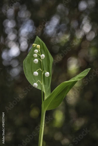 Lily of the valley (Convallaria majalis), Emsland, Lower Saxony, Germany