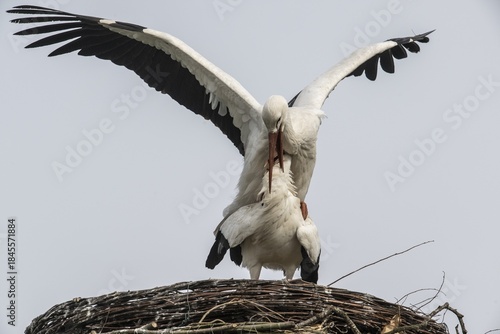 White storks (Ciconia ciconia), mating, Emsland, Lower Saxony, Germany