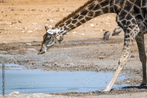 Angolan giraffe (Giraffa giraffa angolensis) drinking, with upturned lip, funny, animal portrait, Etosha National Park, Namibia