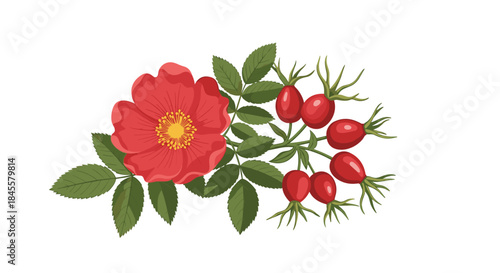 Red camellia blossom with glossy green leaves and bright red rosehips arranged in a detailed botanical illustration showing natural plant details.