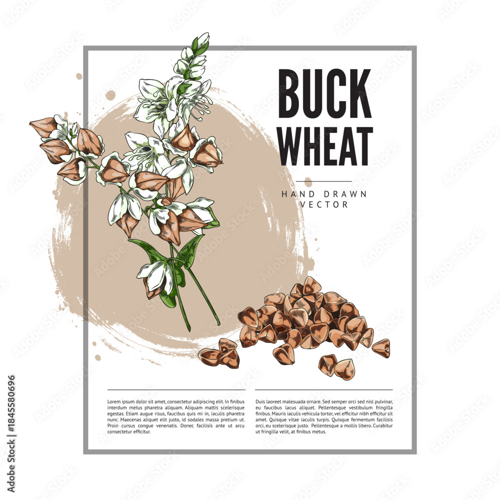 Fototapeta premium Buckwheat branch with flowers, leaves and seeds sketch vector label design, hand drawn blossom plant, cereal crops