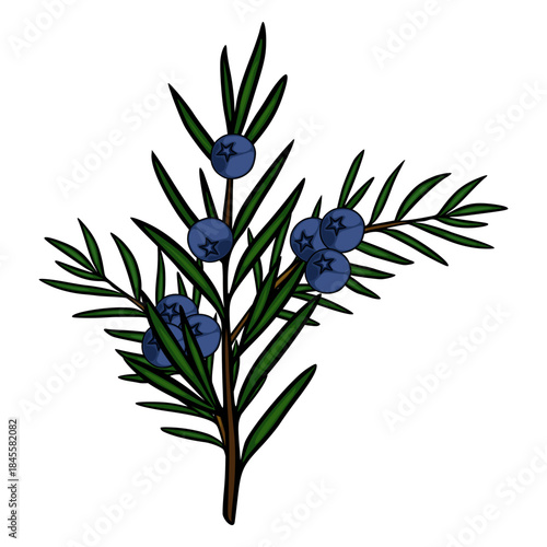 Stylized vector illustration of a juniper branch with blue berries and green needles, featuring bold outlines and a clean, modern aesthetic.