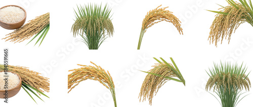 Collection of rice in various forms, showcasing the journey from plant to grain