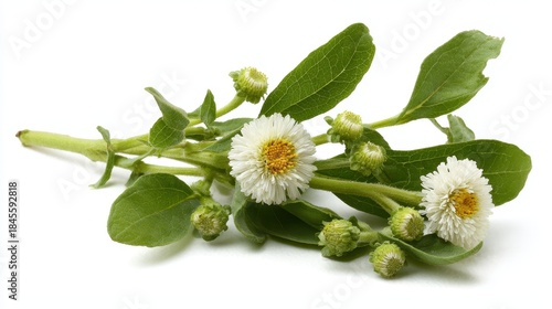 Bhringraj: Ancient Herbal Remedy from Asia - Eclipta Alba (False Daisy) on White Background for Alternative Medicine Enthusiasts