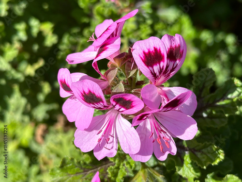 Beautiful Pink Geranium flowers (lat.- Pelargonium)