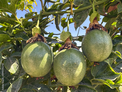 Passion fruit (lat.- Passiflora)