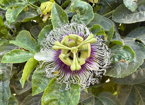 Beautiful Passion flower (lat.- Passiflora)