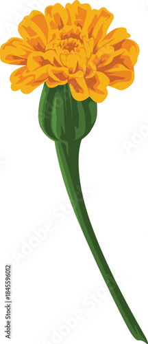 Captivating vector illustration of a single vivid marigold flower with its characteristic orange and yellow petals, poised on a sturdy green stem, symbolizing resilience and botanical charm