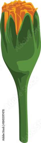 A vibrant, unopened marigold bud with green sepals, showcasing the promise of a beautiful orange flower