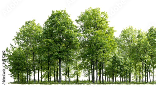 Green forest tree line isolated on transparent background
